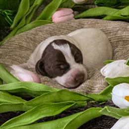 Pink girl - Liver and white female German Shorthaired Pointer puppy in Kenai, Alaska from LakeHaus Kennels