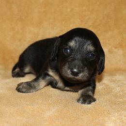 Girl 2 - female Dachshund puppy in Ballinger, Texas from Missy’s Mini Dachshunds