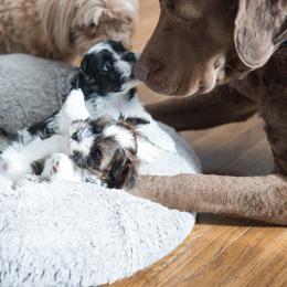 Chesapeake Bay Retriever and Havanese Puppies from Green Gables Havanese