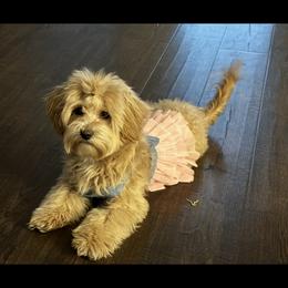 Gretchen - Maltipoo