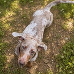 Merle - Dachshund