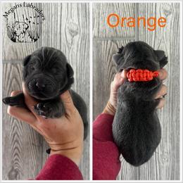 Orange - Charcoal male Dilute Retriever puppy in Ste. Genevieve, Missouri from Megans Labradors