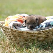 Girl 4 - Sesame Shikoku puppy in Pennsylvania from Aoiyama Sou Shikoku Kennel