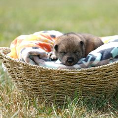 Girl 4 - Sesame Shikoku puppy in Pennsylvania from Aoiyama Sou Shikoku Kennel