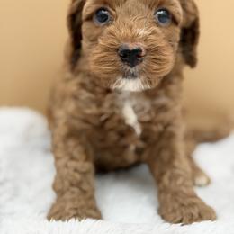 Gray - Red male Australian Labradoodle puppy in Antelope, California from Adorable Labradoodle