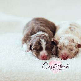 Australian Shepherd Puppies from Crystalbrook Aussies