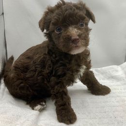 Sophie (Light Pink) - Chocolate female Yorkipoo puppy in Martin, Tennessee from Danza Bolo