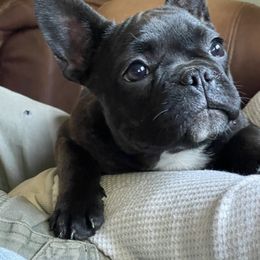 Boston Terrier and French Bulldog Puppies from High Plains Bullies