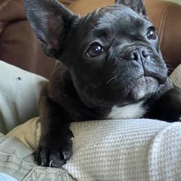 Boston Terrier and French Bulldog Puppies from High Plains Bullies