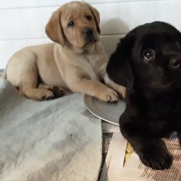 Labrador Retriever Puppies from Lorlyn Labradors
