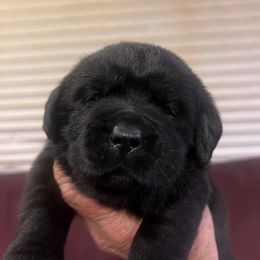 2nd pick Black Male - Black male Labrador Retriever puppy in Louisiana from Fetchmoore’s Labrador Retrievers