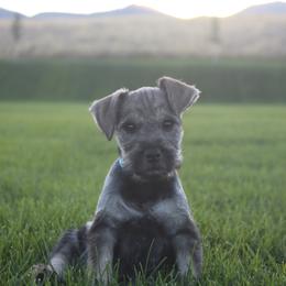 AKC Maleku (Blue) - Salt and pepper male Miniature Schnauzer puppy in West Jordan, Utah from Olympus Schnauzers