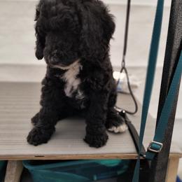 Australian Cobberdog Puppies from Lively Acres Cobberdogs