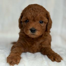 Daisy (6-8 lbs full grown) - Red  female Goldendoodle puppy in Phelan, California from High Desert Doodles - the original
