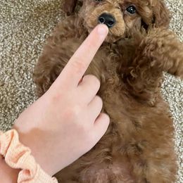 Poodle Puppies from Lisa Calderon