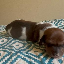Bella male 3 - Piebald male Dachshund puppy in Whitehouse, Texas from Bonded Oaks Doxies