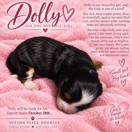 Dolly - Tri-color female Bernedoodle puppy in Milton, Florida from Sutton Place Doodles