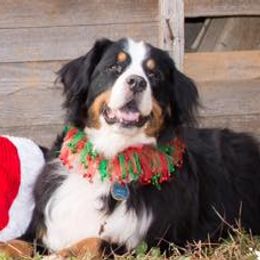 Bernese Mountain Dogs from Dorene McCune's Bernese Mountain Dogs
