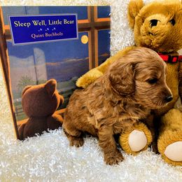 "Jackson" Goldendoodle Puppies from Ming’s Dynasty Doodles