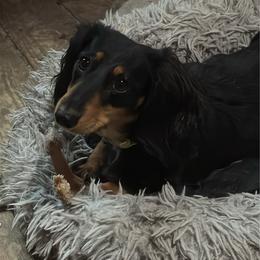 Krissy - Dachshund