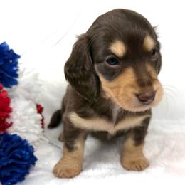 Miranda - Chocolate and cream female Dachshund puppy in Mesquite, Texas from AB Dachshund