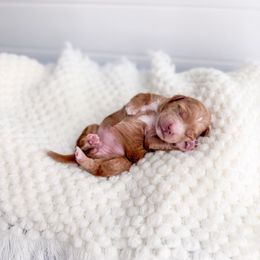 Icesprig - Red  female Goldendoodle puppy in Greencastle, Indiana from Willow & Co.