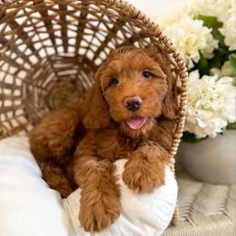 Buzz - Caramel red male Australian Labradoodle puppy in Palmdale, California from Pixie Doodle Paws