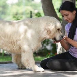 Golden Retriever Puppies from West Coast Cream Goldens