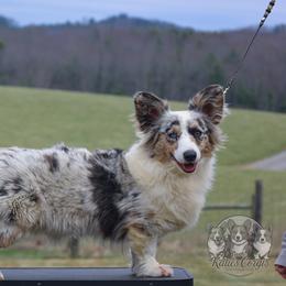Queenie - Cardigan Welsh Corgi