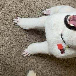 Aussiedoodles from Valley Doodles