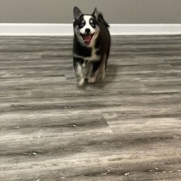Pomsky Puppies from Pomskies 4 Dayz