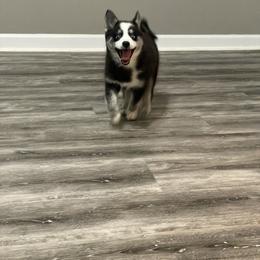 Pomsky Puppies from Pomskies 4 Dayz