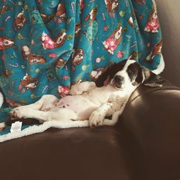 Basset Hound Puppies from Howlin Hounds