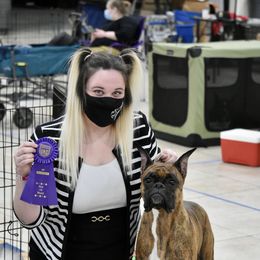 Boxer All Grown Up from Bluegrass Brawn Boxers