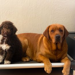 Lagotto Romagnolo Puppies from Anna’s Lagottos