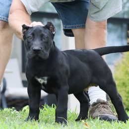 Purple Collar - Black female Perro de Presa Canario puppy in Pocahontas, Illinois from Cabeza Grande Kennel