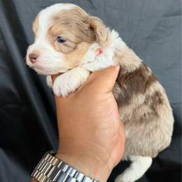Jack Jack - Red tri-color male Aussiedoodle puppy in Los Angeles, California from LA’s Favorite Puppies