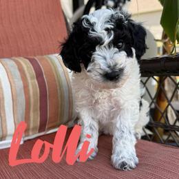 Lolli - Black female Poodle puppy in Salem, Missouri from Meadowbrook Poodles