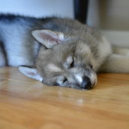 Siberian Husky Puppies from SoFlo Siberians