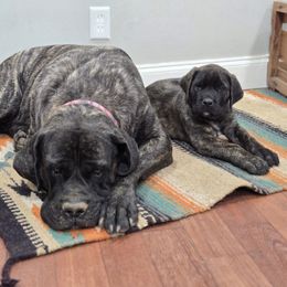 Blue Collar - Brindle male Mastiff puppy in Auburn, Kansas from English Mastiff Puppies