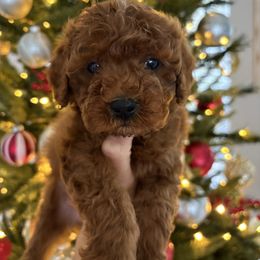 Buster - Red  male Goldendoodle puppy in Brooksville, Florida from Abby’s Standard Goldendoodles