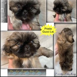 Shih Tzu Puppies from Mtn Top Royal Shih Tzu