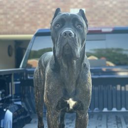 Cane Corso from Stax Cane Corso
