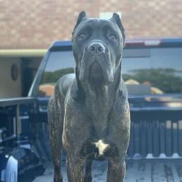Cane Corso from Stax Cane Corso