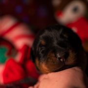 Beauceron Puppies from Beaucerons Des Vents