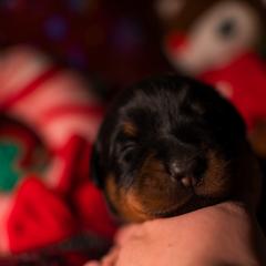 Beauceron Puppies from Beaucerons Des Vents