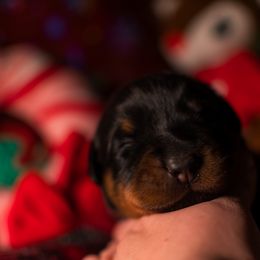 Beauceron Puppies from Beaucerons Des Vents