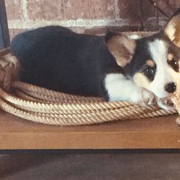 Pembroke Welsh Corgi Puppies from Loves Classic Corgis