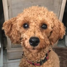 Laverne - Poodle