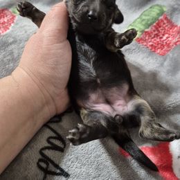 Mary - Black and tan female Dachshund puppy in Aiken, South Carolina from Paragon Puppies